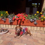 spring garden