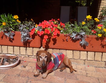 spring garden