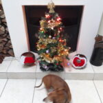 festive season