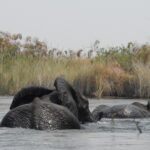 elephants in the Okavango