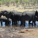 Savuti elephants at a man-made waterhole